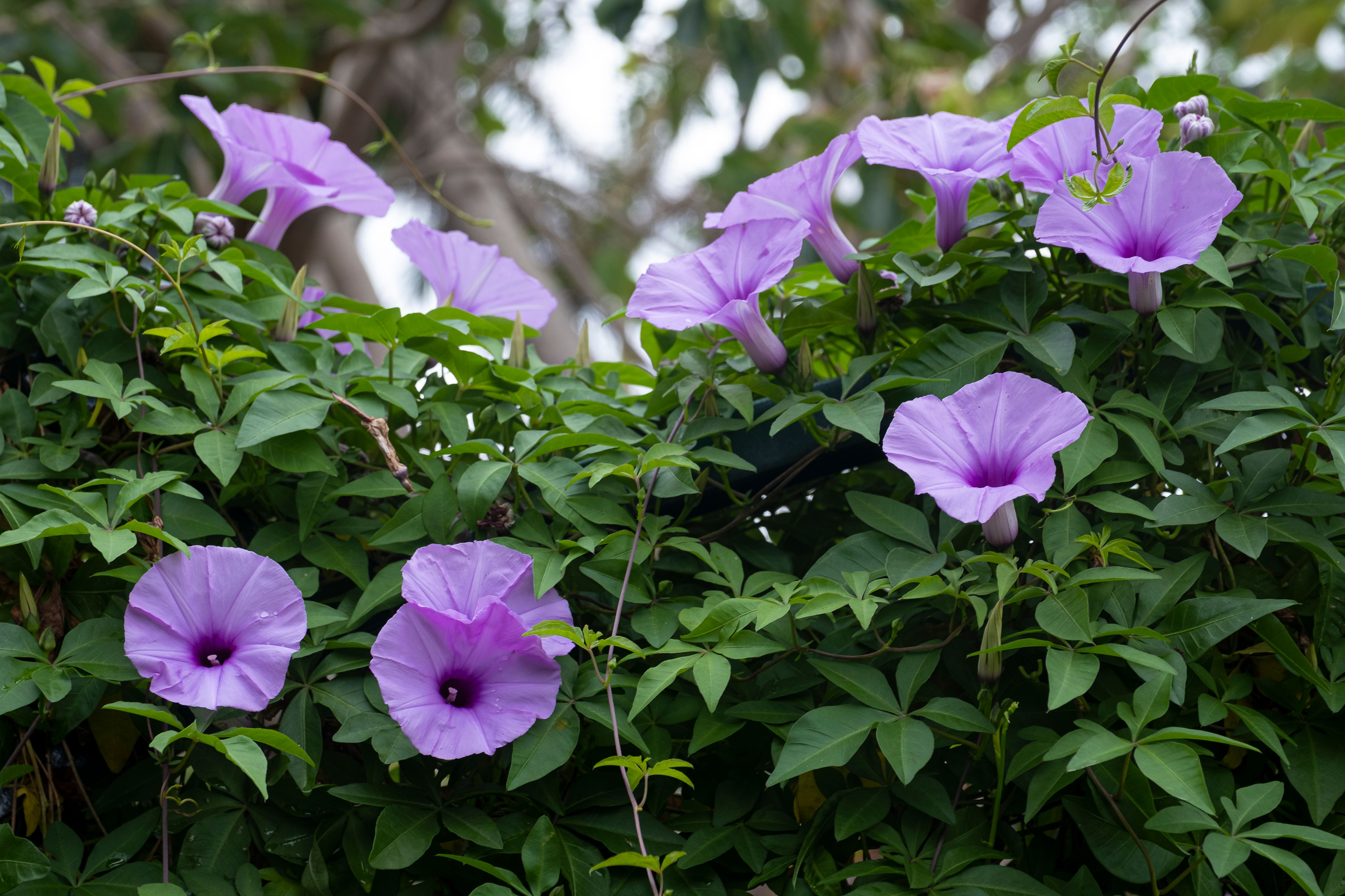 image Ipomée grandiflora