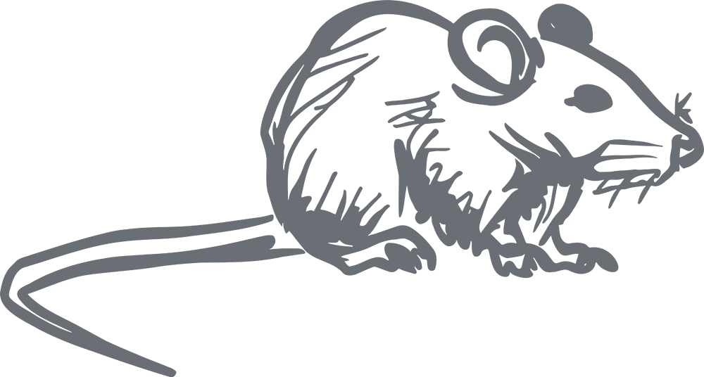 Dessin d'un rat gris.